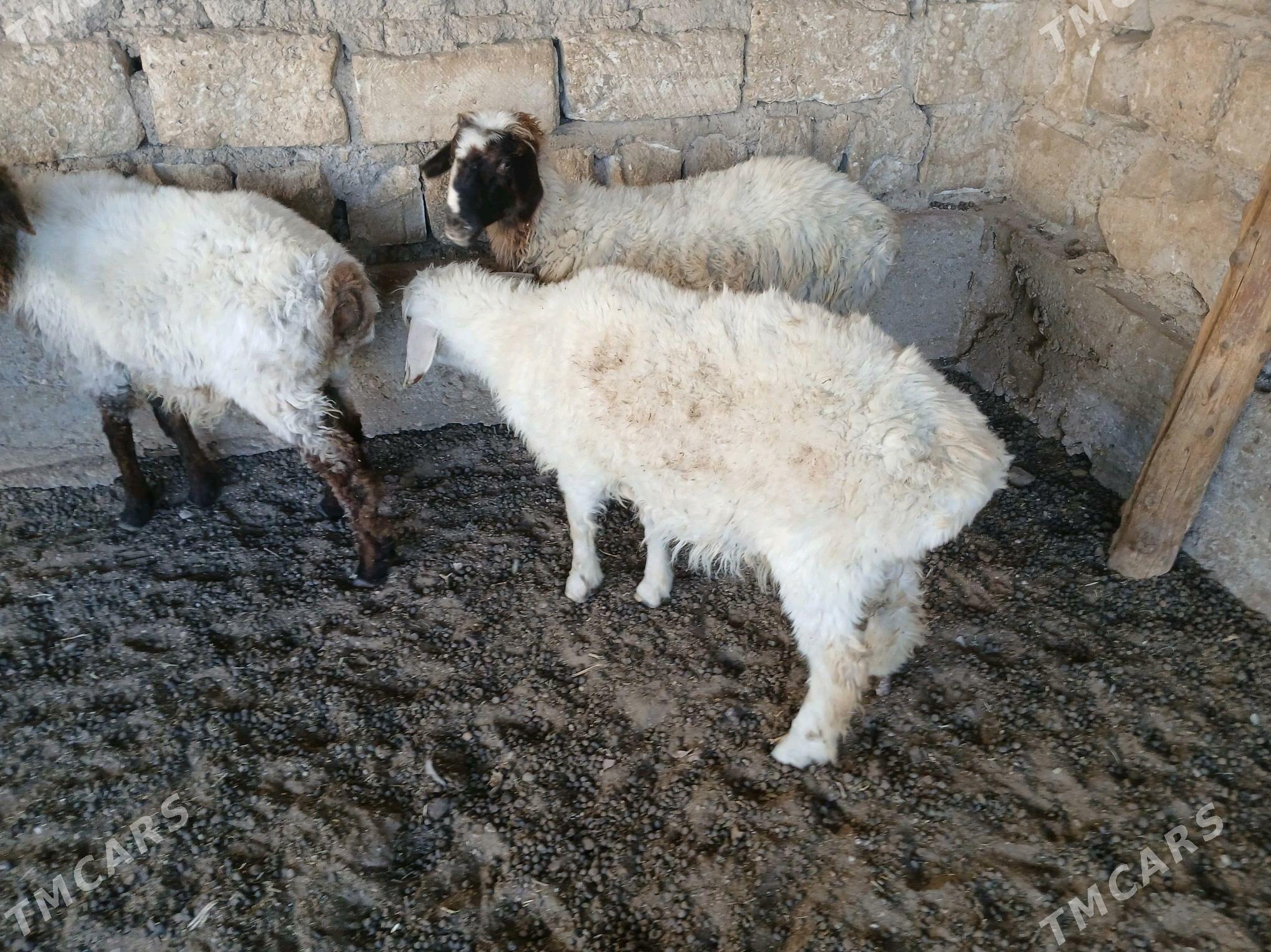 tokly - Balkanabat - img 2