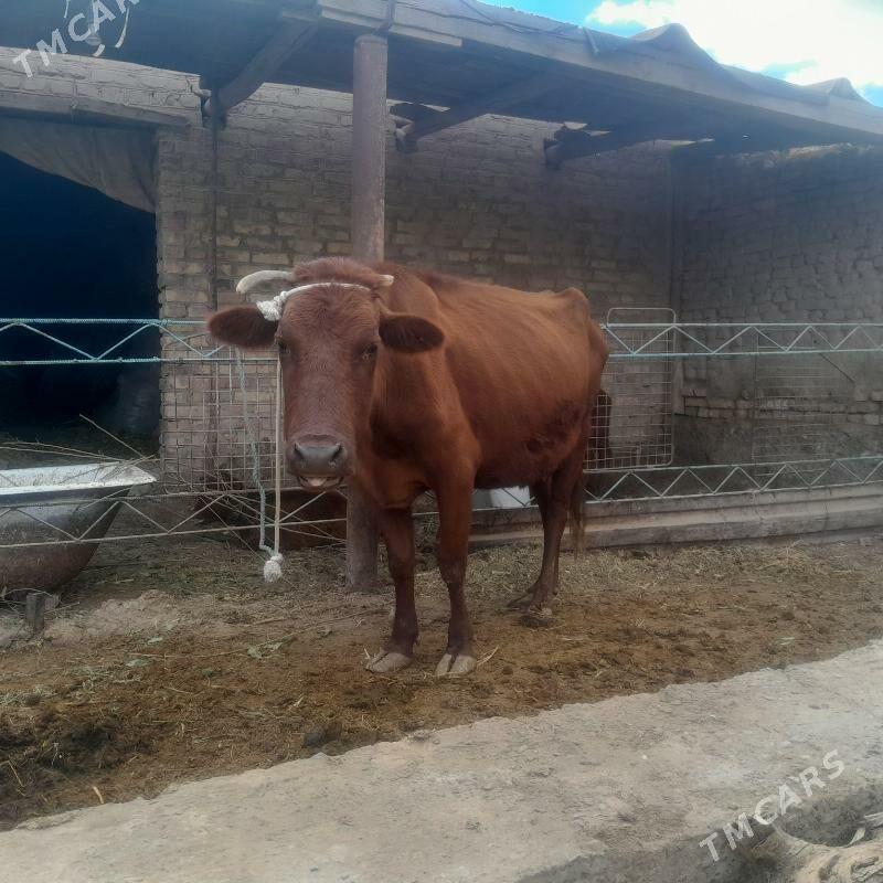 saglyk mal - Туркменабат - img 4