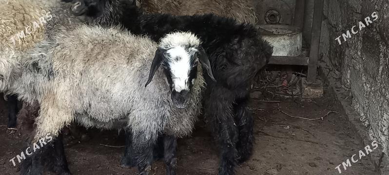 Tokly berre - Hitrowka - img 2