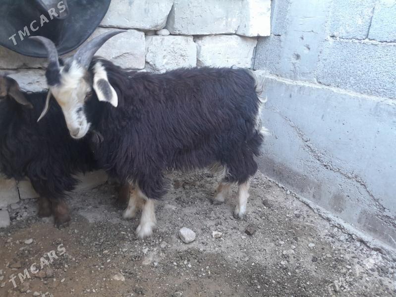 çebiṣ teke - Балканабат - img 3