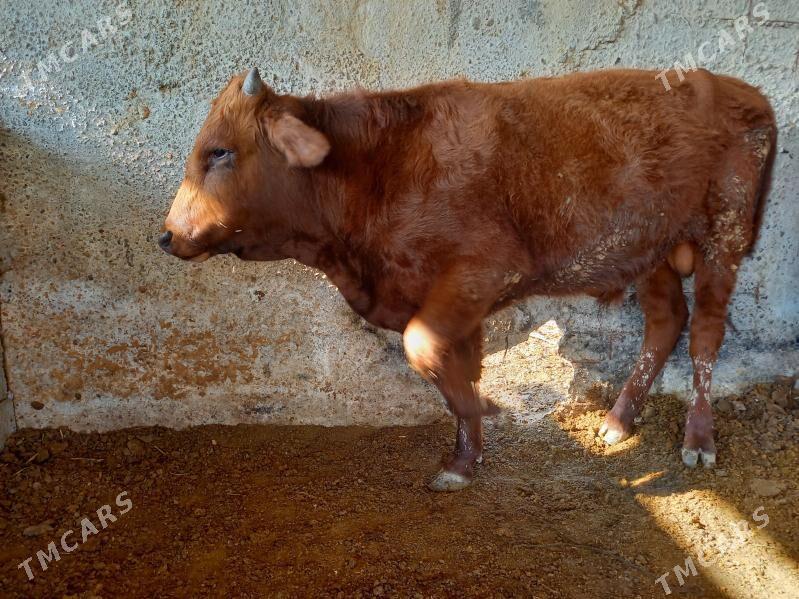 Öküz - Яшлык - img 4