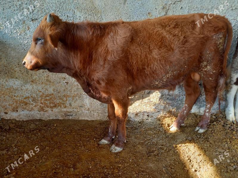 Öküz - Яшлык - img 3