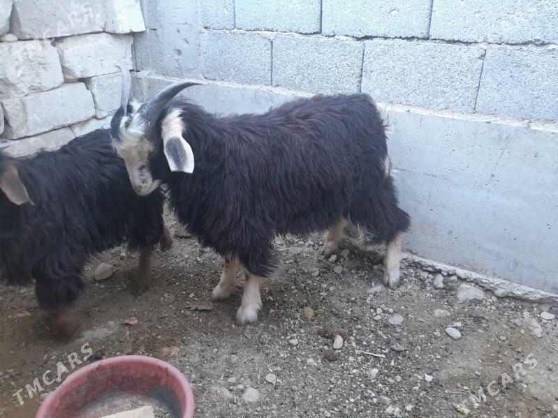 çebiṣ teke - Балканабат - img 4