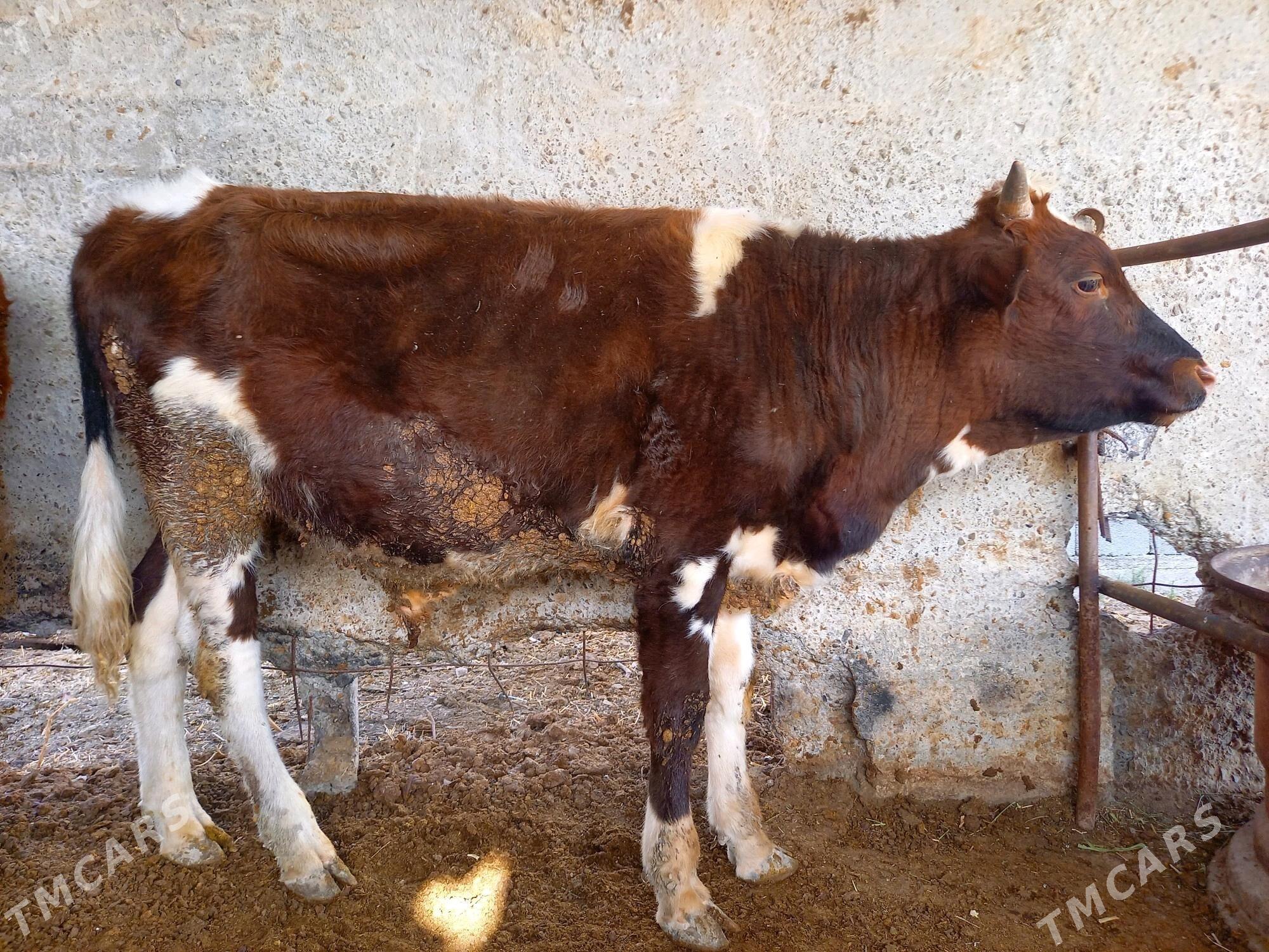 Öküz - Яшлык - img 2