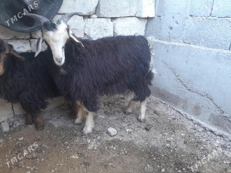 çebiṣ teke - Балканабат - img 2