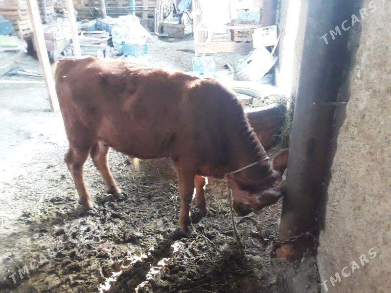 Oküz - Ак-Бугдайский этрап - img 3