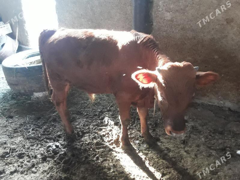 Oküz - Ак-Бугдайский этрап - img 5