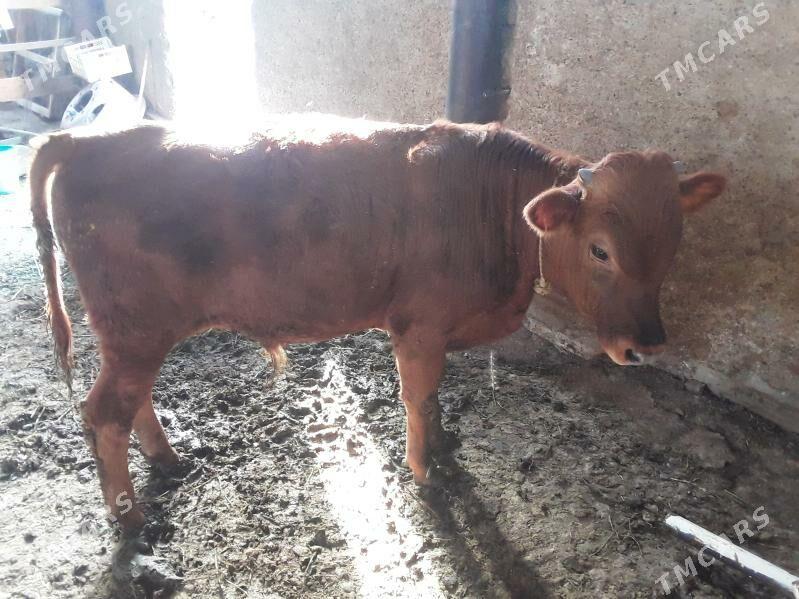 Oküz - Ак-Бугдайский этрап - img 4