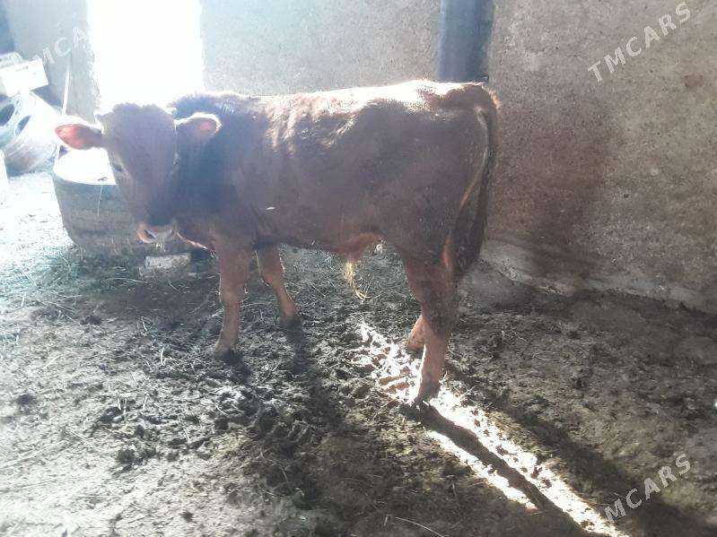 Oküz - Ак-Бугдайский этрап - img 2