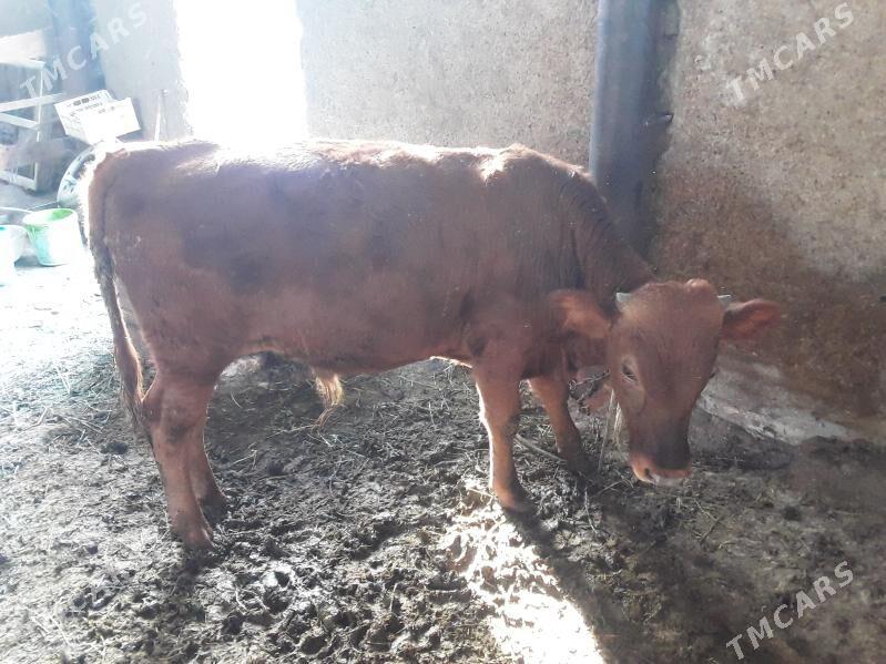 Oküz - Ак-Бугдайский этрап - img 1