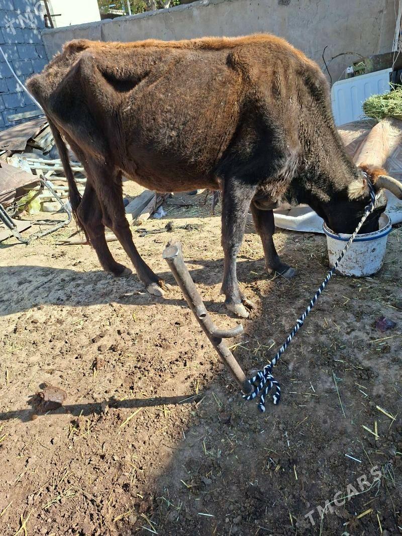 gysyr sygyr - Гарадамак Шор - img 2