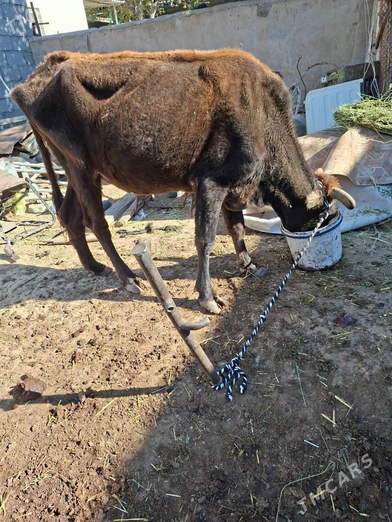 gysyr sygyr - Гарадамак Шор - img 1