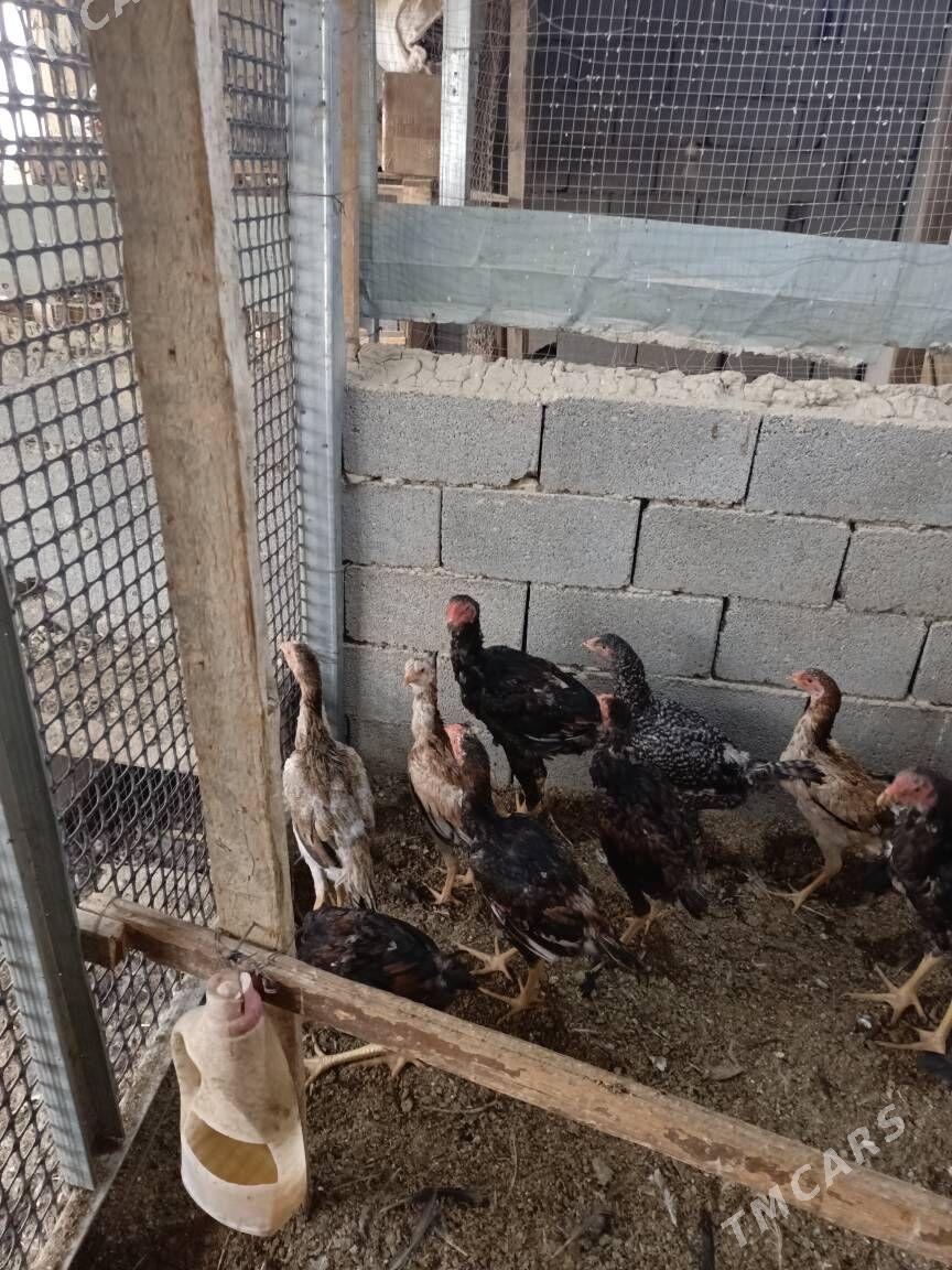 TAŞKENT HORAZ - Гуртли - img 3