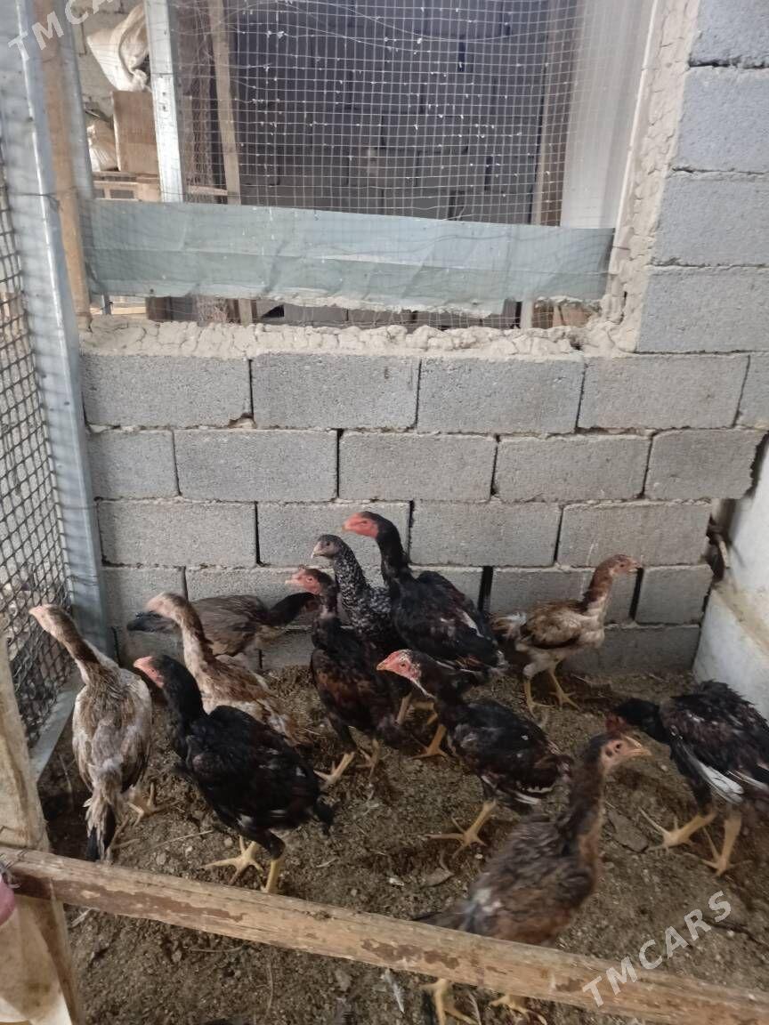 TAŞKENT HORAZ - Гуртли - img 4