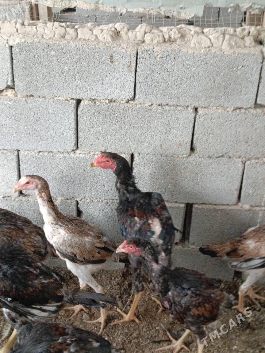 TAŞKENT HORAZ - Гуртли - img 8