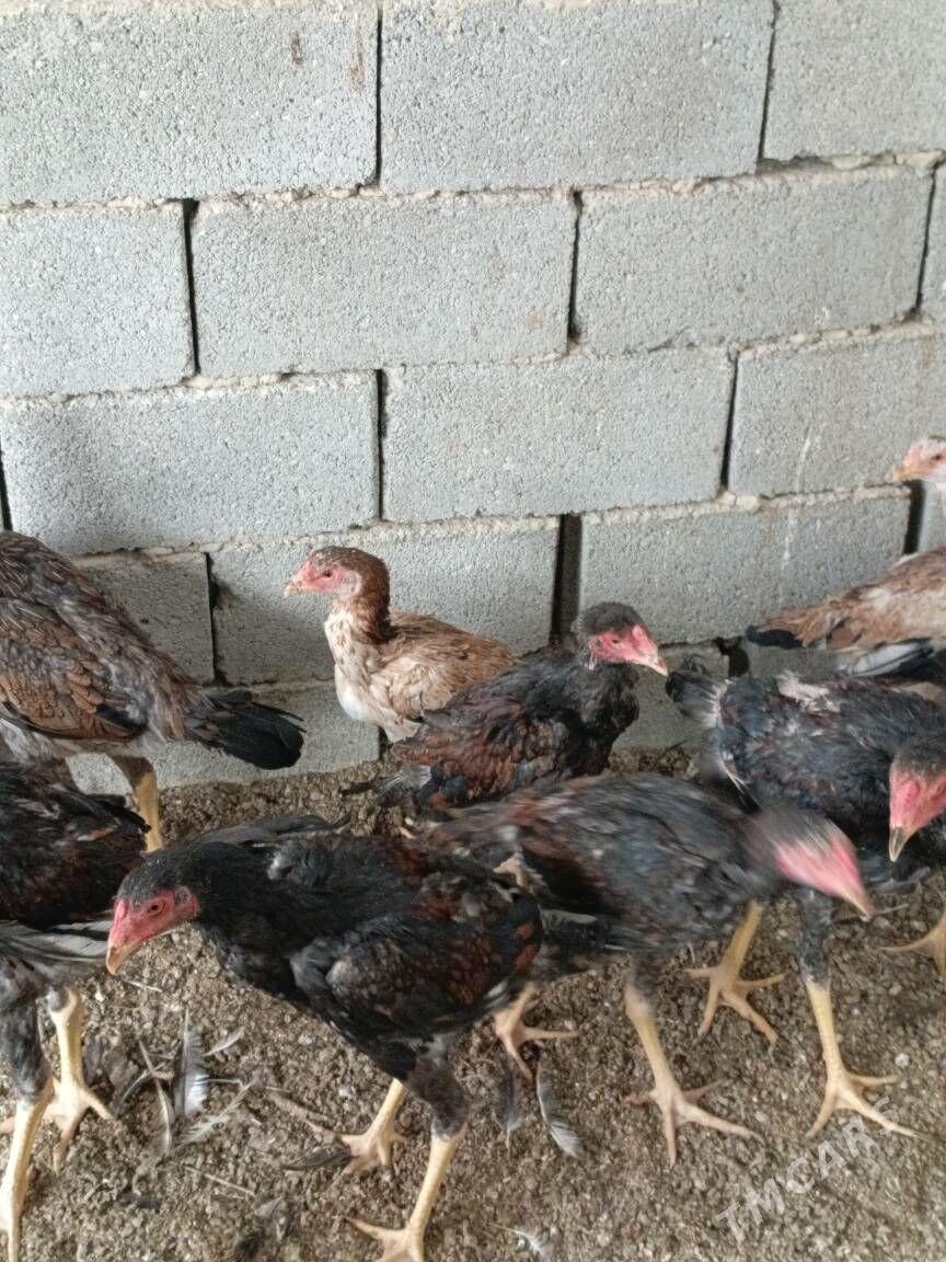 TAŞKENT HORAZ - Гуртли - img 7