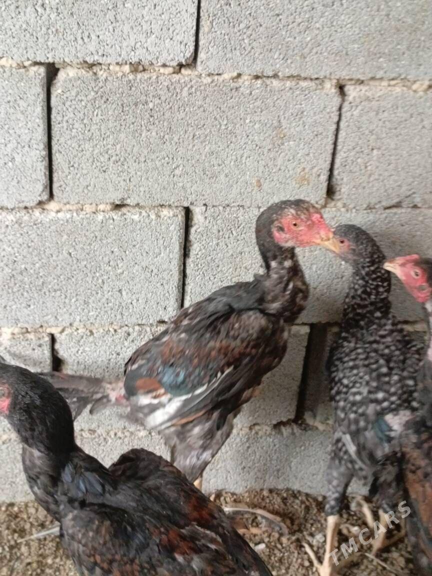 TAŞKENT HORAZ - Гуртли - img 6