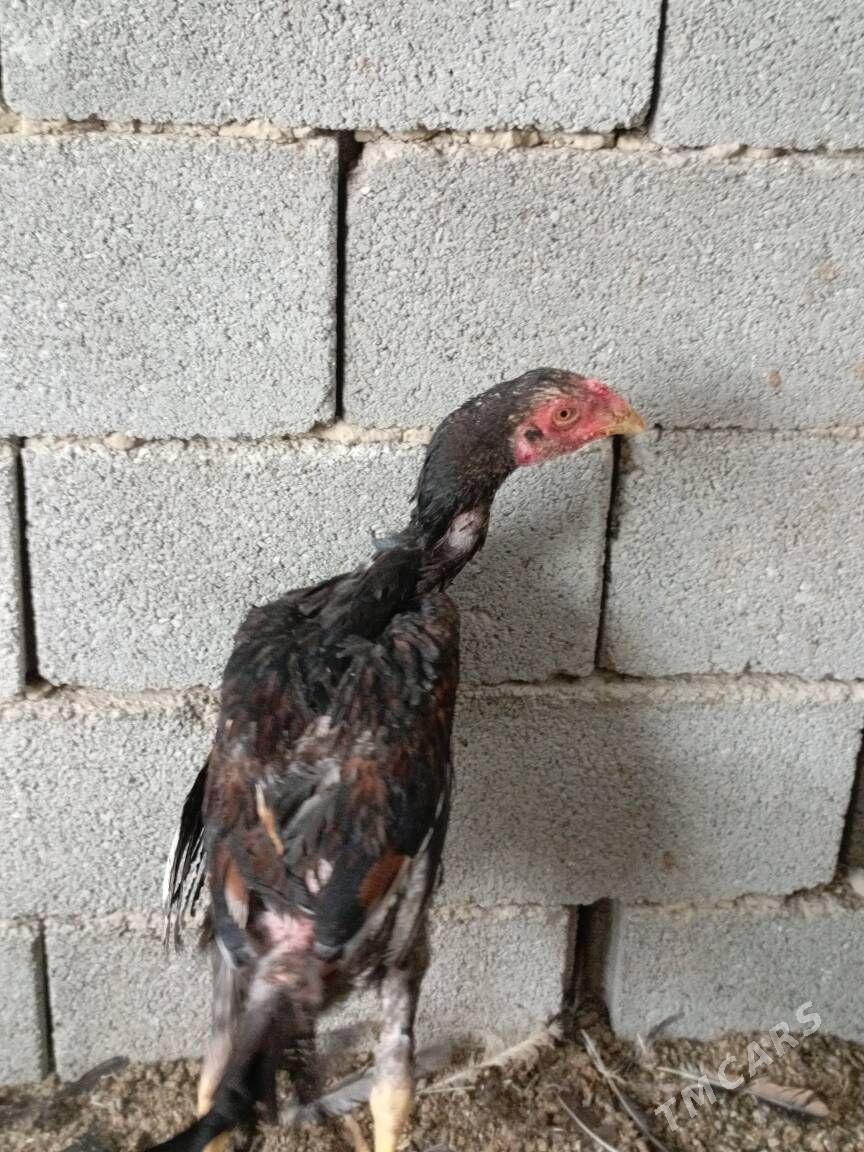 TAŞKENT HORAZ - Гуртли - img 1