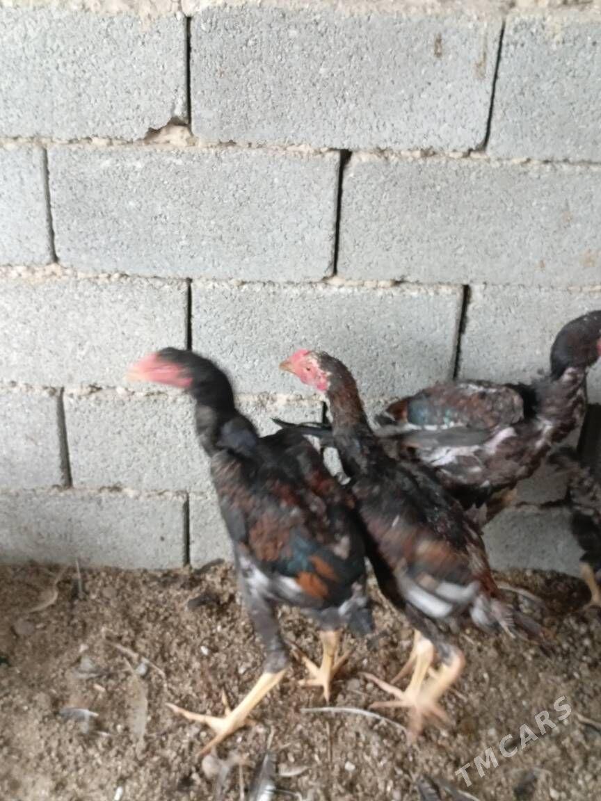 TAŞKENT HORAZ - Гуртли - img 5