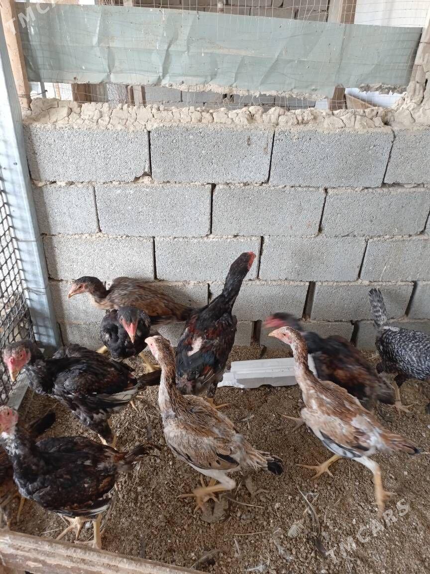 TAŞKENT HORAZ - Гуртли - img 2