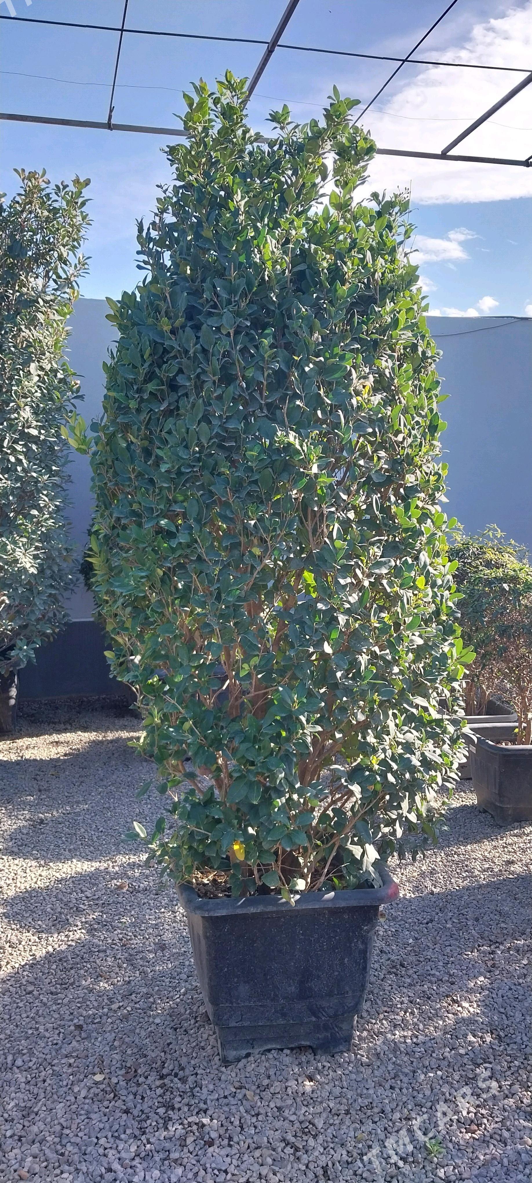 dekoratiw baglar - Çoganly - img 7