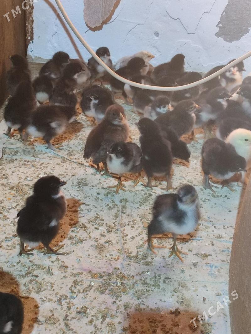 büroler jüyje - Туркменабат - img 3