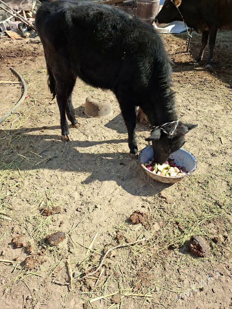 tuwe - Garadamak Şor - img 1