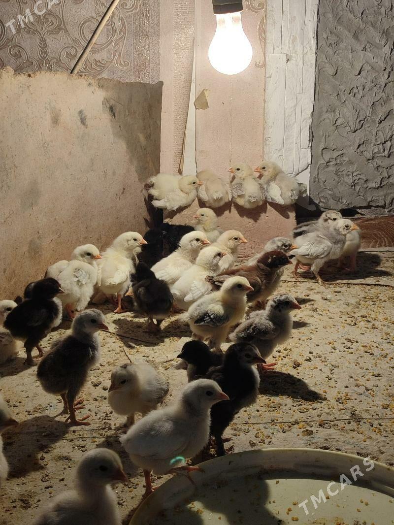 büroler jüyje - Туркменабат - img 2