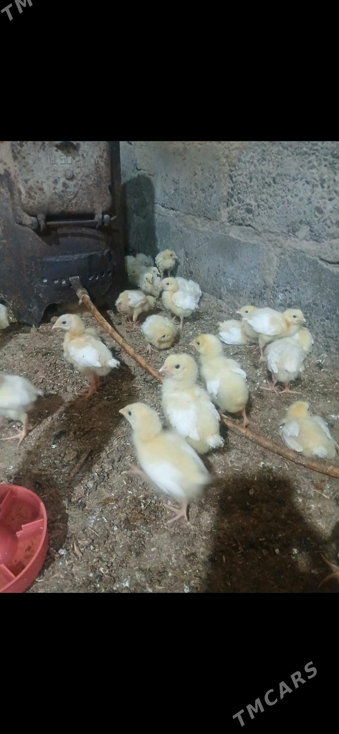 juje - Gökdepe - img 2