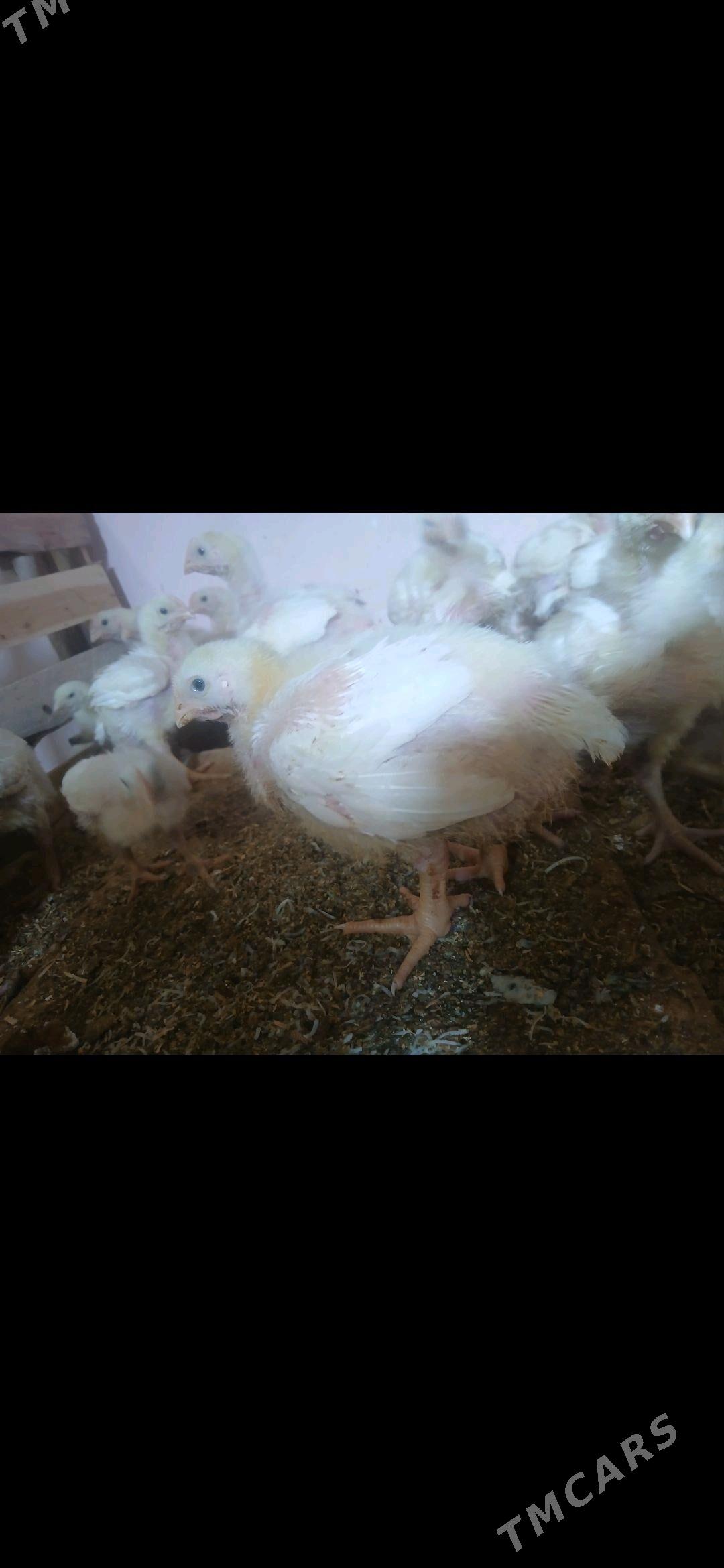 juje - Gökdepe - img 1