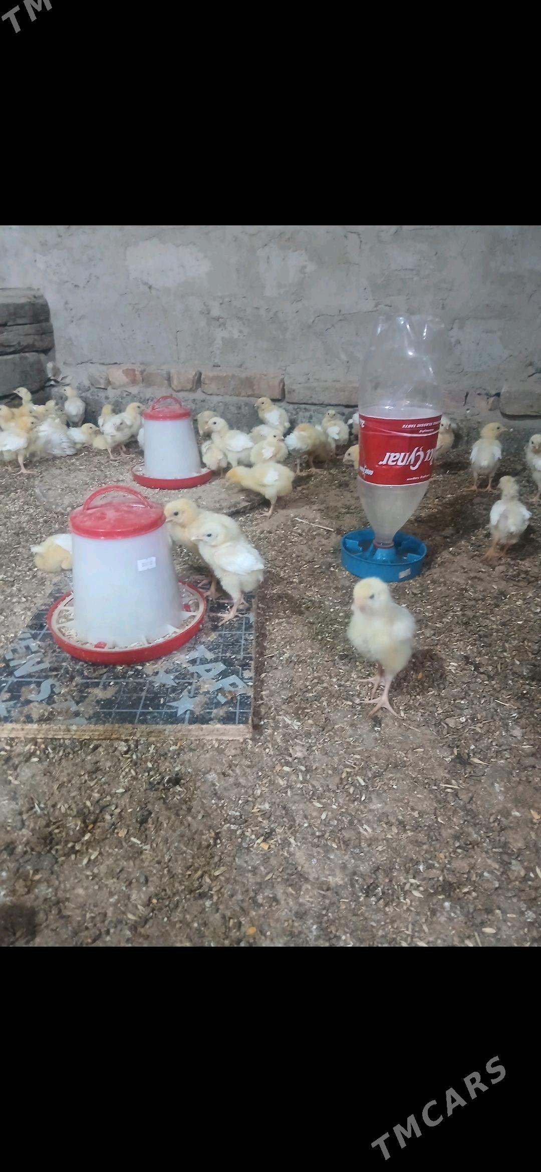 juje - Gökdepe - img 3