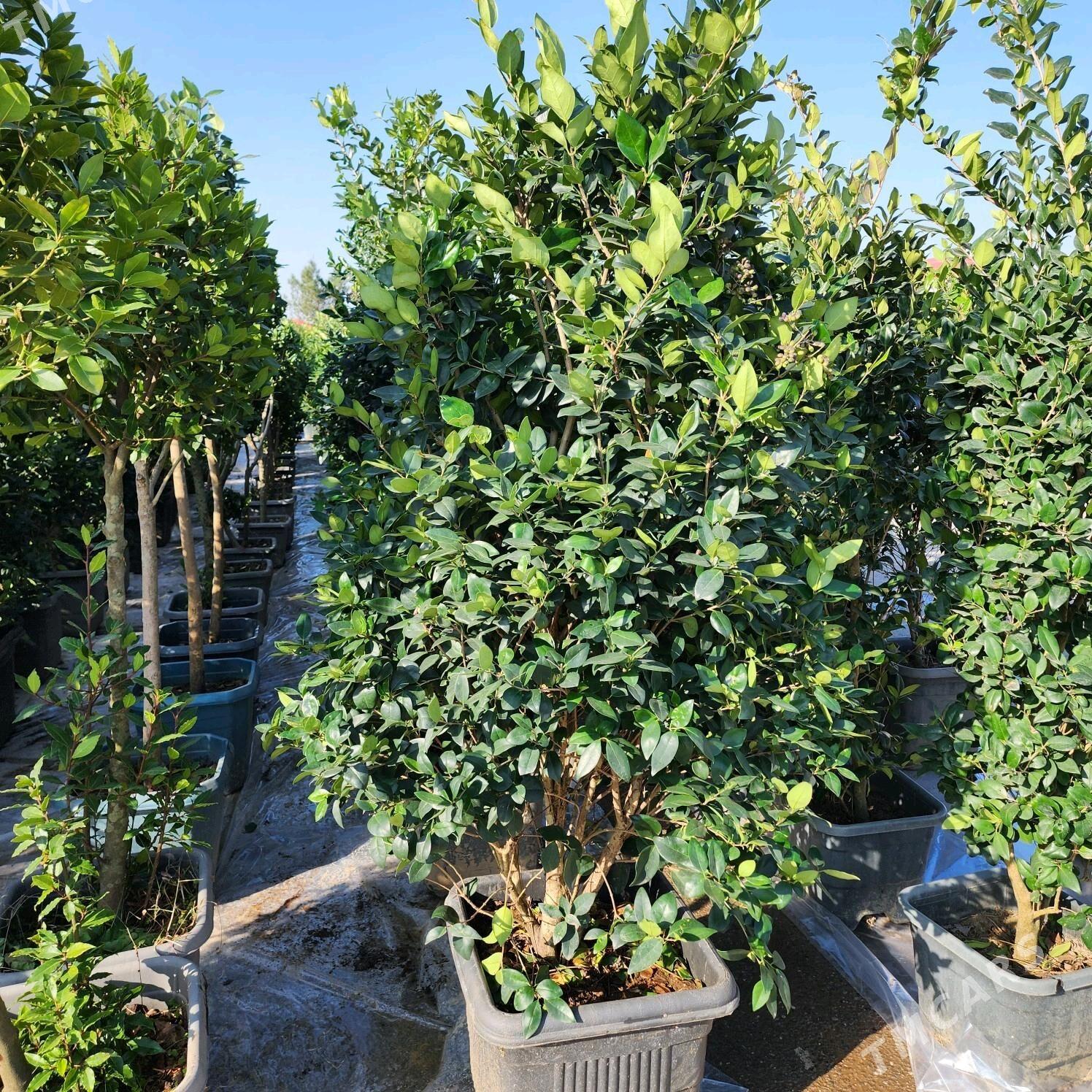 dekoratiw baglar - Çoganly - img 8