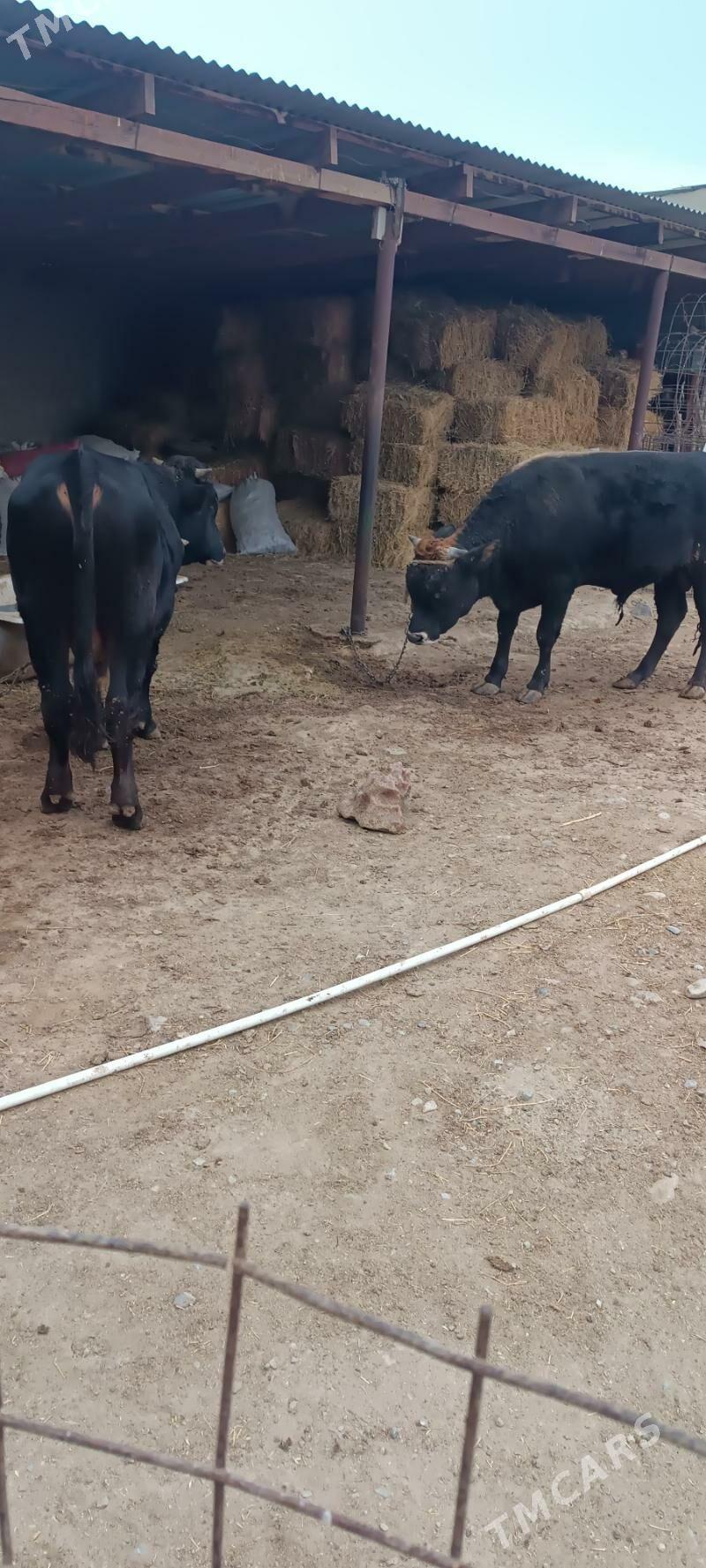 Okuz - Ак-Бугдайский этрап - img 2