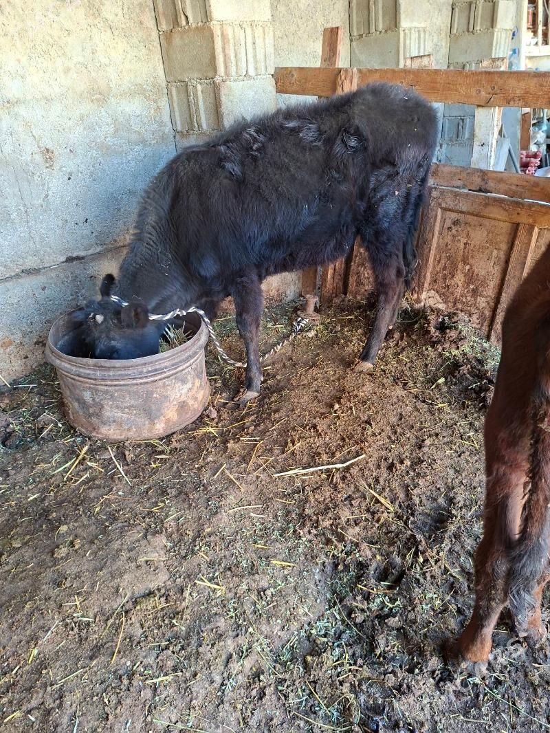 tuwe - Garadamak Şor - img 3