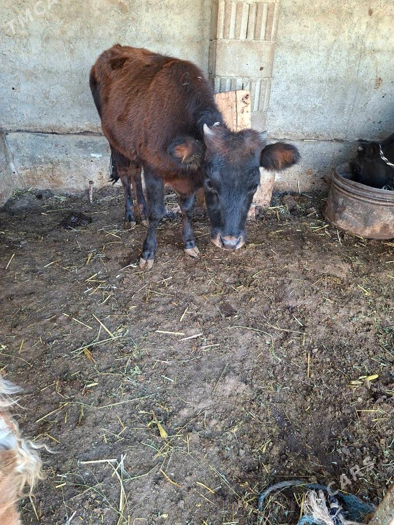 tuwe - Garadamak Şor - img 4