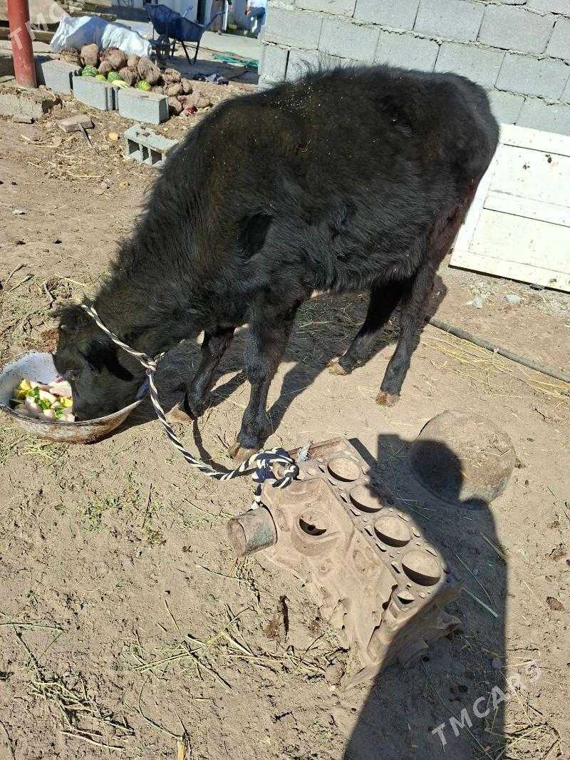 tuwe - Garadamak Şor - img 2