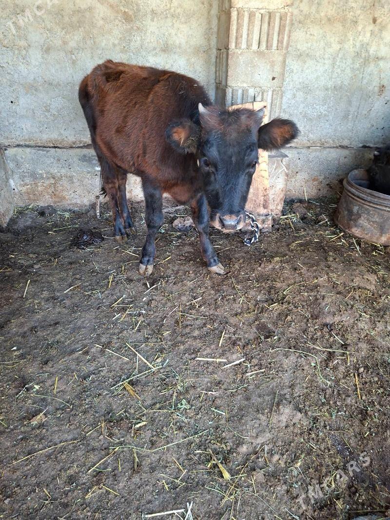 tuwe - Garadamak Şor - img 5