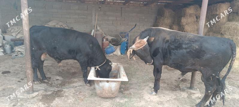 Okuz - Ак-Бугдайский этрап - img 3