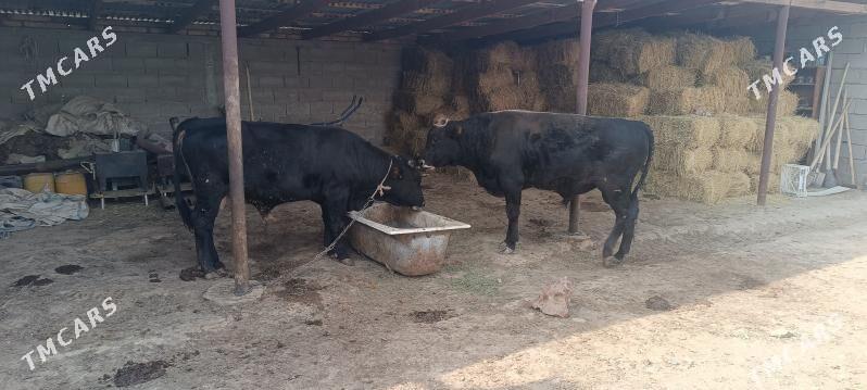 Okuz - Ак-Бугдайский этрап - img 4