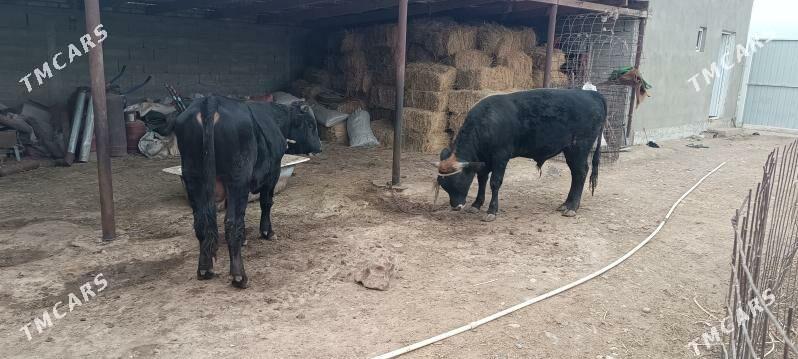 Okuz - Ак-Бугдайский этрап - img 1