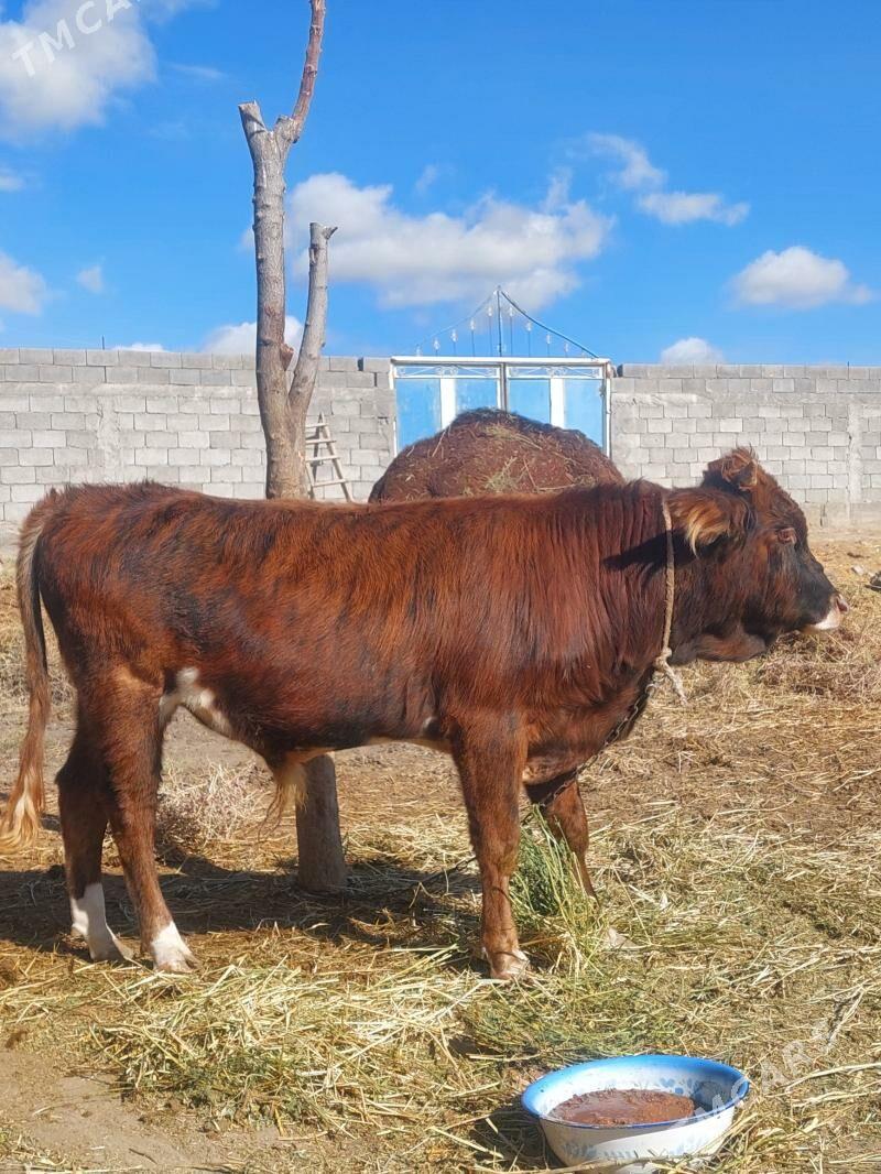 Ökuz - Гёкдепе - img 1