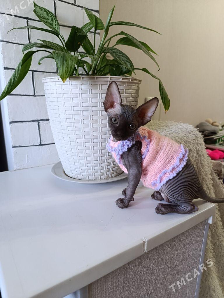 Канадский сфинкс - 1 mkr - img 2