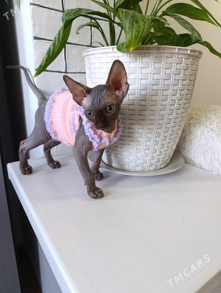 Канадский сфинкс - 1 mkr - img 4