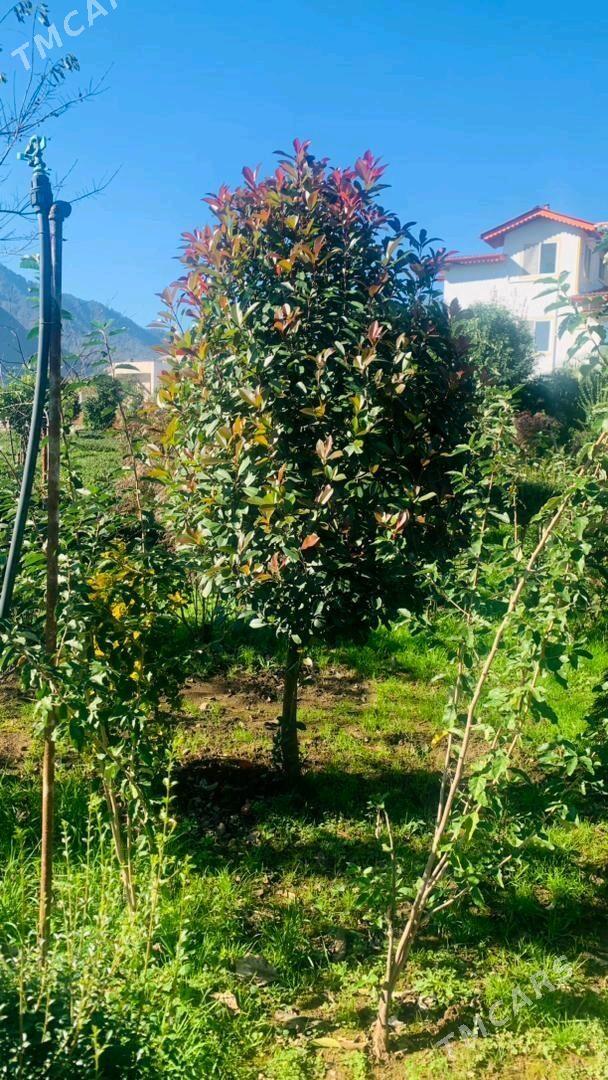 dekoratiw baglar - Çoganly - img 9