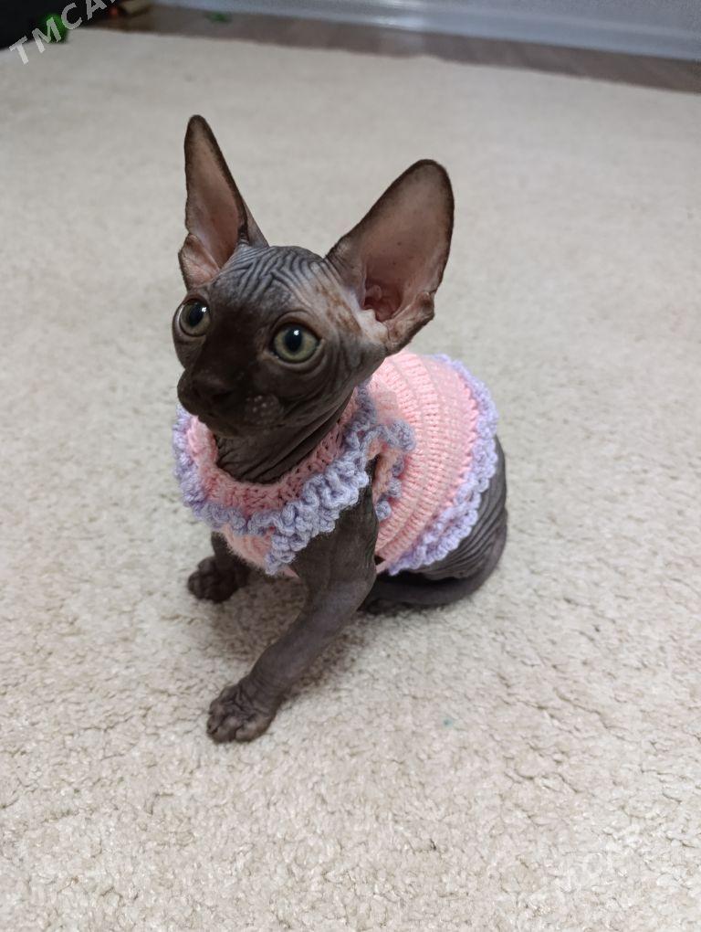 Канадский сфинкс - 1 mkr - img 3