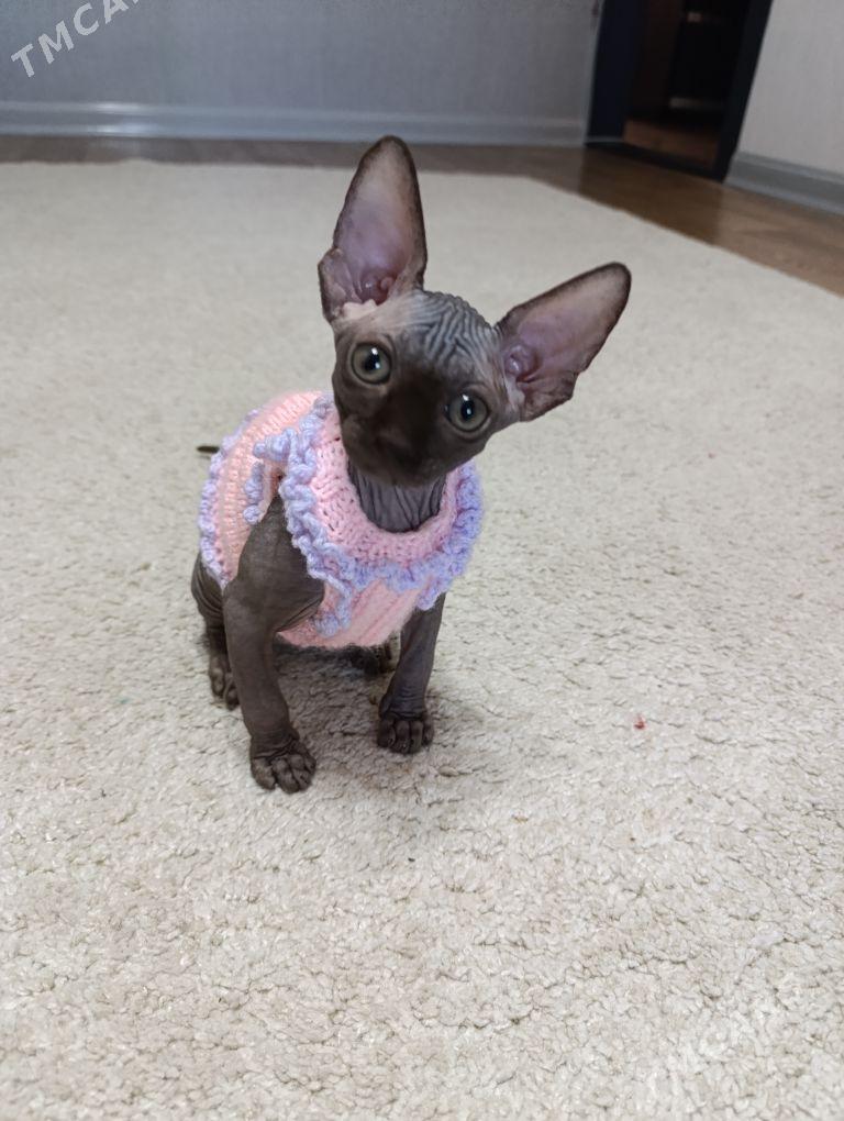 Канадский сфинкс - 1 mkr - img 1