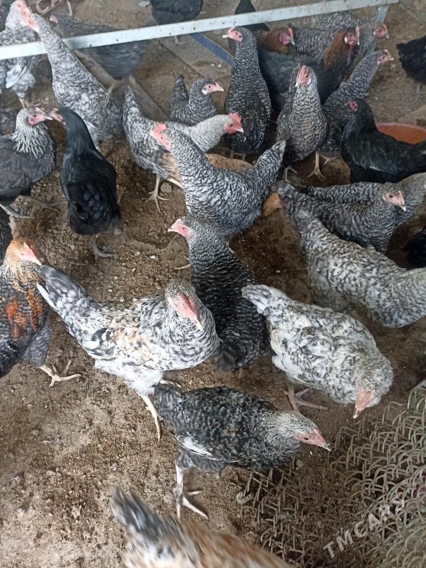 dominat tovuk - Багир - img 2