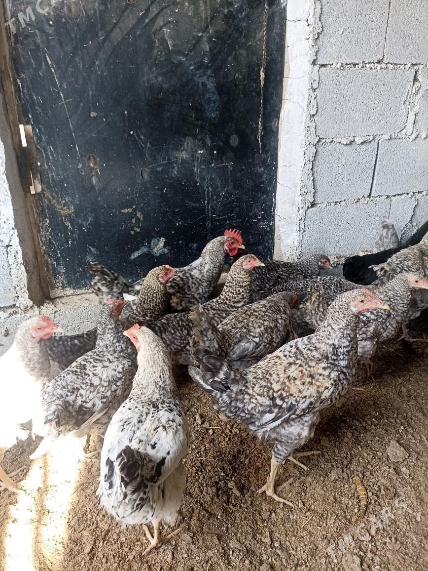 dominat tovuk - Багир - img 1