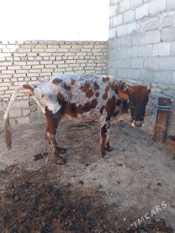 Gysyr Sygyr - Берекет - img 3