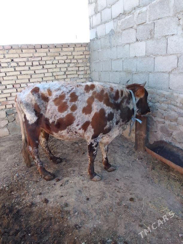 Gysyr Sygyr - Берекет - img 2